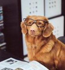 A dog wearing glasses

Description automatically generated